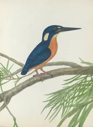 Martin-pêcheur à trois doigts. Lewin, John. Oiseaux de Nouvelle-Galles du Sud avec leur histoire naturelle. Sydney - G. Ho...
